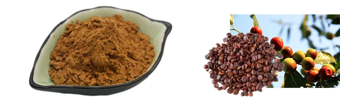 Jujube Extract Powder with 2% Total Saponins by Botanical Cube Inc.(1)