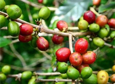 product-375-275 green coffee bean 1