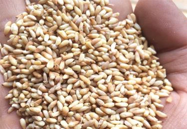 Chinese Arborvilea Seed