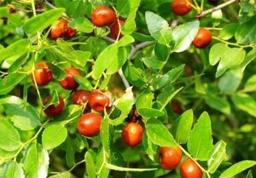 Fresh jujube tree