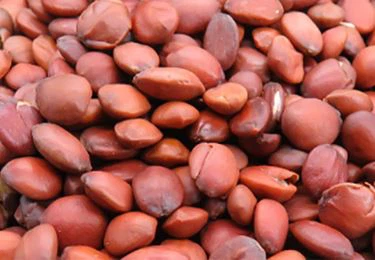 Dry jujube seed