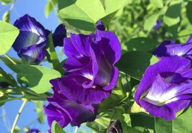 Fresh butterfly pea flower
