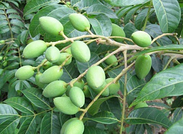 Fresh Olive