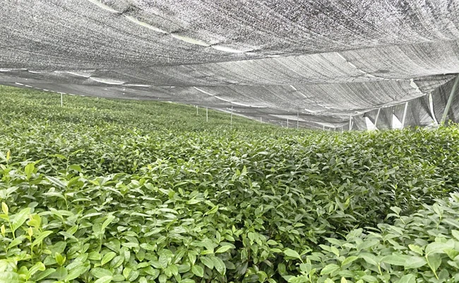 Shaded tea garden Shaded tea garden