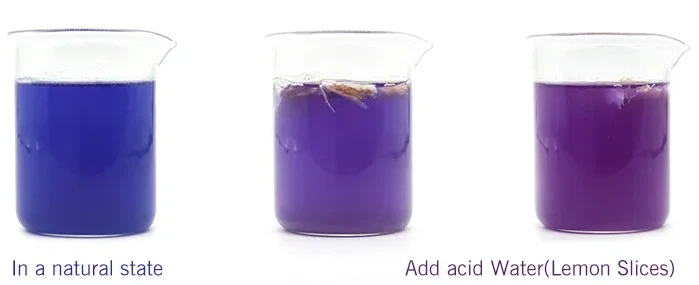 blue buttrerfly pea powder dissolve in water 
