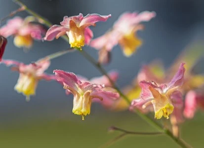 Epimedium flower Epimedium flower