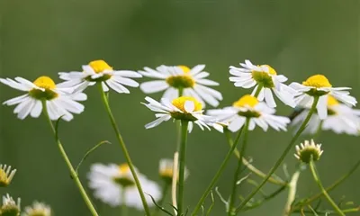 Harnessing The Power Of Apigenin's Phytonutrient