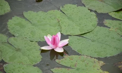 What Is Lotus Leaf Extract？
