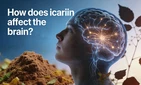 How Does Icariin Affect The Brain?