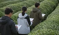 Matcha Powder Sourcing: Tea Garden Visit