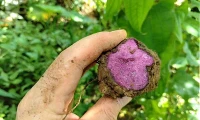 Ube Powder Traceability: What Bulk Buyers Should Know