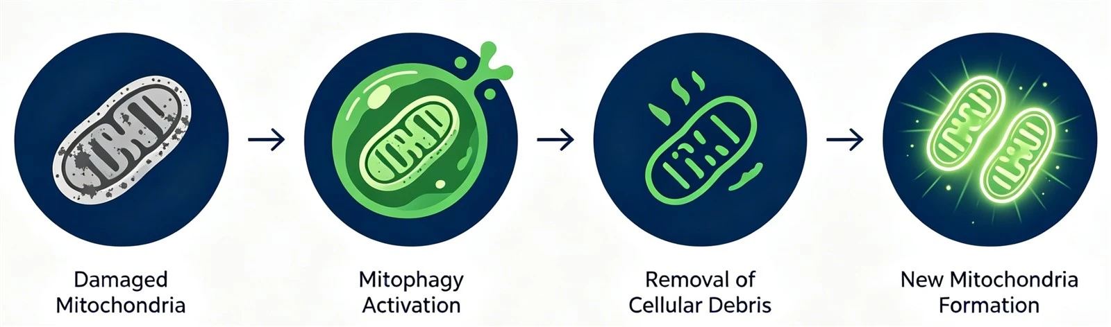 Mitophagy Four Step Process Infographic Mitophagy Four Step Process Infographic